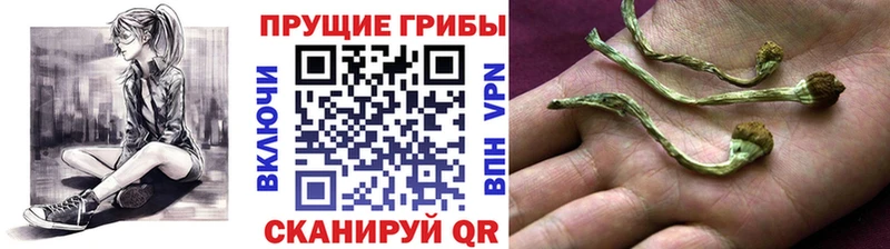 закладки Ишим Галлюциногенные грибы прущие грибы